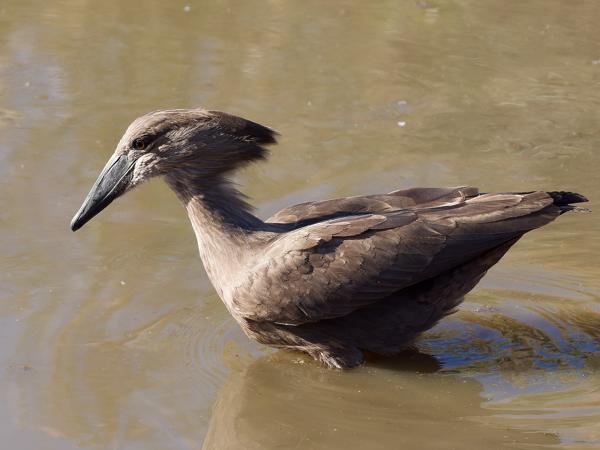 <h3>Scopus umbretta / Hamerkop / Hamerkop</h3>OM-1 Mark II with OLYMPUS M.150-400mm F4.5, 1/2000 sec at F4.5, ISO 1000, distance 6.92 m